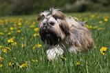 SHIH TZU 248